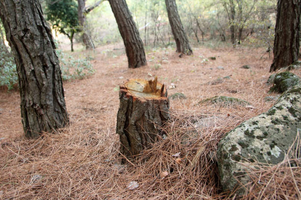 How Our Tree Care Process Works  in  Nederland, TX